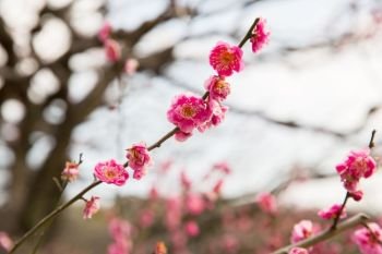 nature, botany, gardening and flora concept - close up of beautiful sakura tree blossoms. close up of beautiful sakura tree blossoms