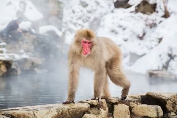 animals, nature and wildlife concept - japanese macaque or snow monkey in hot spring of jigokudani park. japanese macaque or snow monkey in hot spring