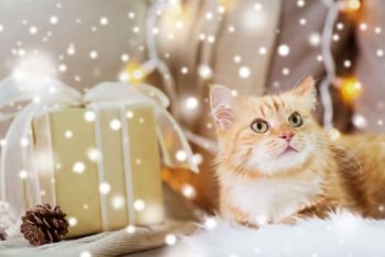 pets, christmas and hygge concept - red tabby cat on sofa with present at home over snow. red tabby cat on sofa with christmas gift at home