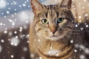 pets, winter and domestic animal concept - portrait of tabby cat over snow. portrait of tabby cat in winter over snow
