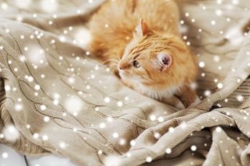 pets and hygge concept - red tabby cat lying on blanket at home in winter over snow. red tabby cat lying on blanket at home in winter