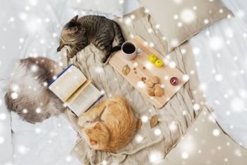 pets, hygge and winter concept - two cats lying on bed with book, lemon tea and oatmeal cookies at home over snow. two cats lying on bed at home in winter over snow
