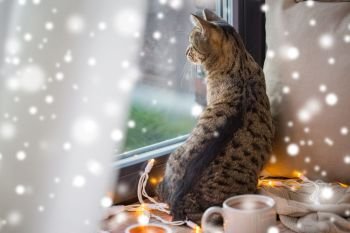 pets, christmas and hygge concept - tabby cat looking through window at home in winter over snow. tabby cat looking through window at home over snow