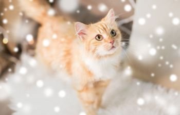 pets, christmas and hygge concept - red tabby cat on sofa with sheepskin at home in winter over snow. red tabby cat on sofa with sheepskin at home