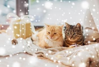 pets, christmas and hygge concept - two cats lying on window sill with blanket and present at home over snow. cats lying on windowsill with blanket at christmas