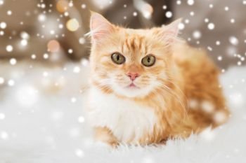 pets, christmas and winter concept - red tabby cat on sofa with sheepskin at home over snow. red tabby cat lying on sheepskin at home over snow