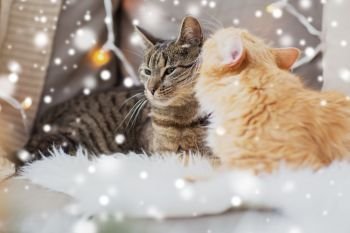 pets, christmas and hygge concept - two cats lying on sofa with sheepskin at home in winter over snow. two cats lying on sheepskin in winter at home