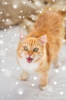 pets, winter and hygge concept - red tabby cat mewing in bed at home over snow. red tabby cat mewing in bed at home over snow