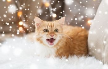 pets, christmas, winter and hygge concept - red tabby cat mewing on sheepskin at home over snow. red tabby cat at home on christmas