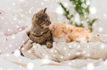 pets, hygge and winter concept - close up of female owner with red and tabby cat in bed over snow. close up of owner with cats in bed over snow