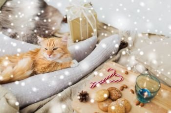 pets, hygge and christmas concept - red tabby cat lying on owner feet with gift, oatmeal cookies and candle at home over snow. red cat lying on owner feet in bed at christmas