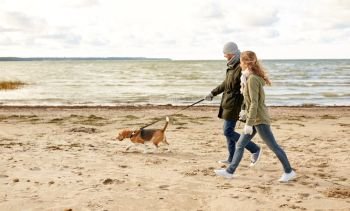pet, domestic animal and people concept - happy couple walking with beagle dog on leash along autumn beach. happy couple with beagle dog on autumn beach