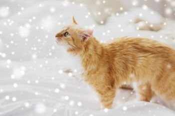 pets, winter and hygge concept - red tabby cat at home in bed over snow. red tabby cat at home in bed over snow
