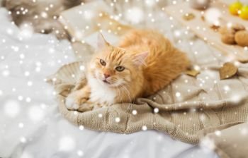 pets, hygge and winter concept - red tabby cat lying on blanket at home over snow. red tabby cat lying on blanket at home over snow