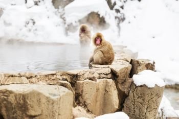 animals, nature and wildlife concept - japanese macaques or snow monkeys in hot spring of jigokudani park. japanese macaques or snow monkeys in hot spring