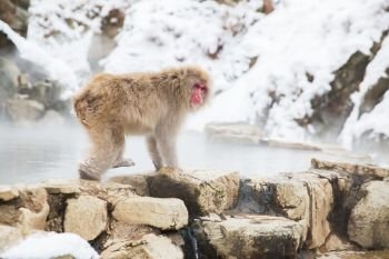 animals, nature and wildlife concept - japanese macaque or snow monkey at hot spring of jigokudani park. japanese macaque or snow monkey at hot spring