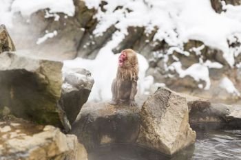 animals, nature and wildlife concept - japanese macaque or snow monkey in hot spring of jigokudani park. japanese macaque or snow monkey in hot spring