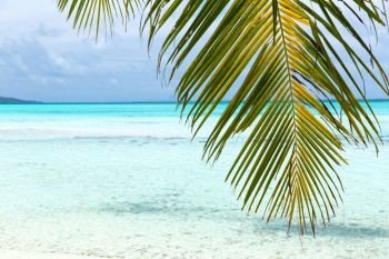 travel, seascape and nature concept - tropical beach with palm tree in french polynesia. tropical beach with palm tree in french polynesia