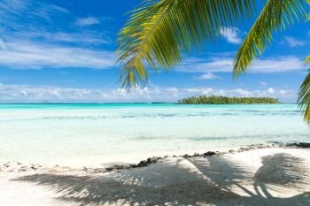 travel, seascape and nature concept - tropical beach with palm tree in french polynesia. tropical beach with palm tree in french polynesia