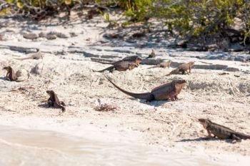 animal, fauna and nature concept - exuma island iguanas in the bahamas. exuma island iguanas in the bahamas