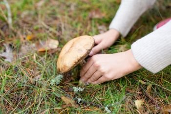 season, nature and leisure concept - close up of hands picking mushroom in autumn forest. hands picking mushroom in autumn forest