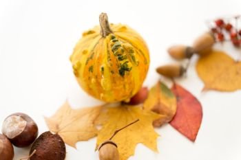 nature, season and botany concept - close up of pumpkin, autumn leaves, chestnuts and acorns on white background. close up of pumpkin, acorns and autumn leaves