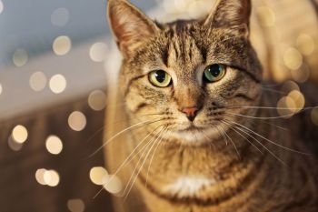 pets and domestic animal concept - portrait of tabby cat at home. portrait of tabby cat at home