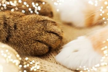 pets and hygge concept - close up of paws of two cats on blanket. close up of paws of two cats on blanket