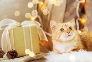 pets, christmas and hygge concept - red tabby cat on sofa with present at home in winter. red tabby cat on sofa with christmas gift at home