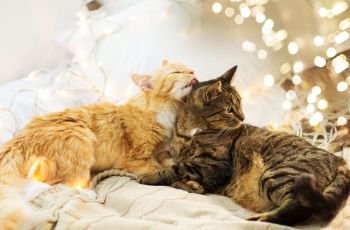 pets, christmas and hygge concept - two cats lying in bed with garland at home. two cats lying in bed with garland at home