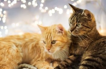 pets, christmas and hygge concept - two cats lying at home in winter. two cats lying at home