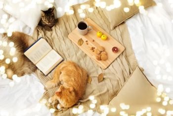 pets, hygge and domestic animal concept - two cats lying on blanket with book, lemon tea and oatmeal cookies at home in autumn. two cats lying on blanket at home in autumn