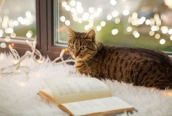 pets, christmas and hygge concept - tabby cat lying on window sill with book and garland lights at home. tabby cat lying on window sill with book at home