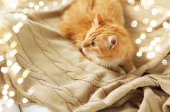 pets and hygge concept - red tabby cat lying on blanket at home in winter. red tabby cat lying on blanket at home in winter
