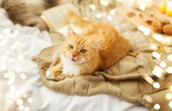 pets, hygge and domestic animal concept - red tabby cat lying on blanket at home in autumn. red tabby cat lying on blanket at home in autumn