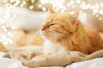 pets and hygge concept - red tabby cat sleeping on blanket at home in winter. red cat sleeping on blanket at home in winter