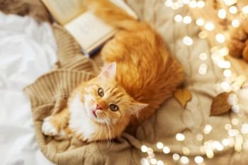 pets, hygge and domestic animal concept - red tabby cat lying on blanket at home in autumn. red tabby cat lying on blanket at home in autumn