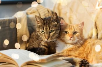 pets, christmas and hygge concept - two cats lying on sofa with book at home in winter. two cats lying on sofa with book at home