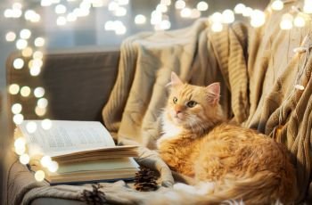 pets, christmas and hygge concept - red tabby cat lying on sofa with book and pinecones at home in winter. red cat lying on sofa with book and cones at home