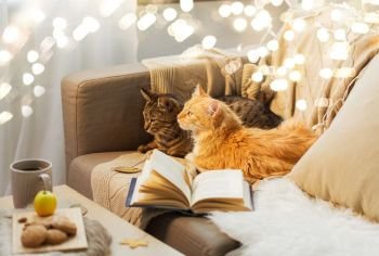 pets, christmas and hygge concept - two cats lying on sofa at home in winter. two cats lying on sofa at home