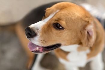pets and animals concept - close up of beagle dog. close up of beagle dog