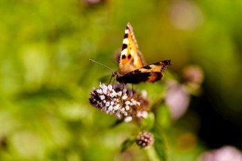 nature and insects concept - small tortoiseshell butterfly in summer garden. small tortoiseshell butterfly in summer garden
