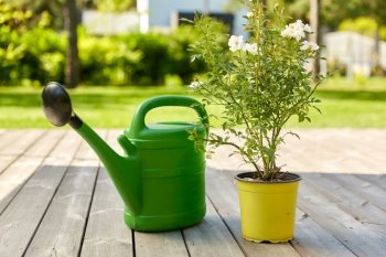 gardening, farming and planting concept - green watering can and dog rose flower seedling in pot on wooden terrace in summer garden. watering can and rose flower seedling in garden