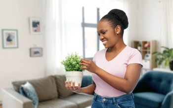 environment, nature and people concept - happy smiling african american woman holding flower in pot over home room background. happy smiling african woman holding flower in pot