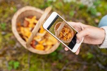 technology, picking season and people concept - hand with smartphone using mobile app to identify mushrooms in basket. hand using smartphone to identify mushrooms