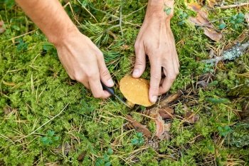 picking season and leisure people concept - close up of male hands with knife picking mushrooms in autumn forest. close up of man picking mushrooms in autumn forest