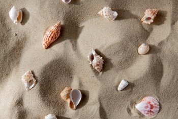 nature and summer holidays concept - different sea shells on beach sand. different sea shells on beach sand