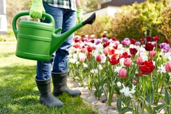 gardening and people concept - close up of man with watering can and tulip flowers at garden. man with watering can and tulip flowers at garden