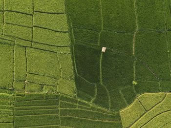 Aerial view of rice fields at day time,Bali,Indonesia