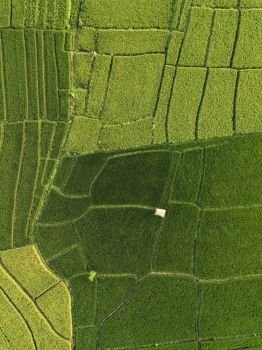 Aerial view of rice fields at day time,Bali,Indonesia